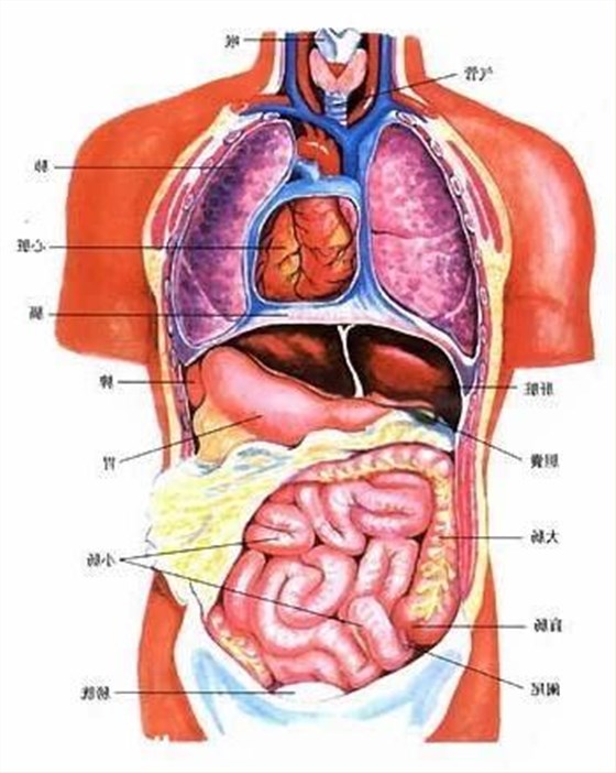 背面内脏器官分布图图片